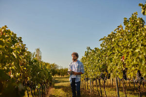 personalized vineyard management, inspecting grape vines
