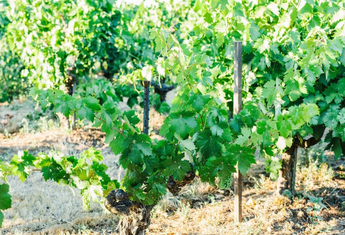 Vineyard regular maintenance service
