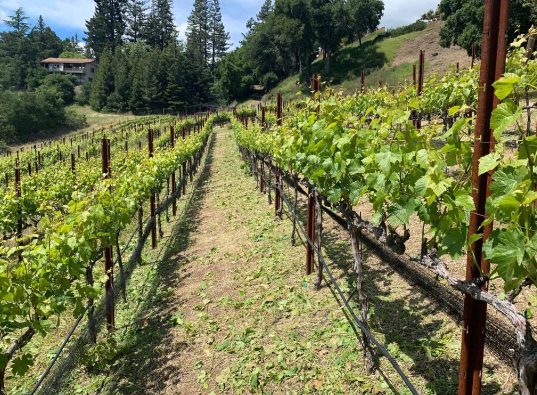 Vinyard maintenance service