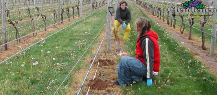 Common Vineyard Risks Without Proper Fencing