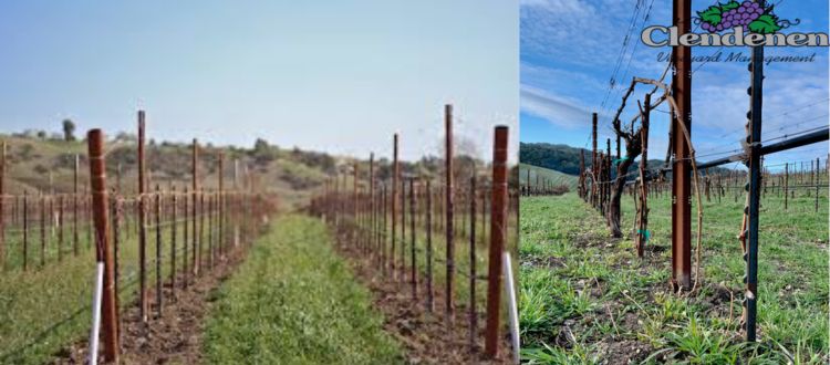 https://www.clendenenvineyards.com/services/vineyard-fence-installation-services/