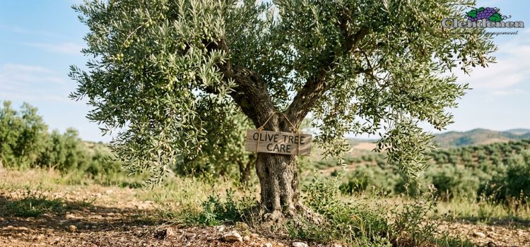  Olive Tree Care