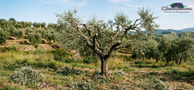 Olive Tree Trimming Services