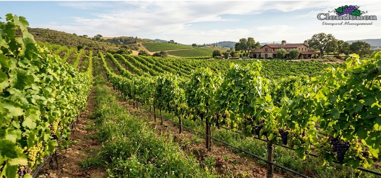 Organic Vineyard Services for Wineries