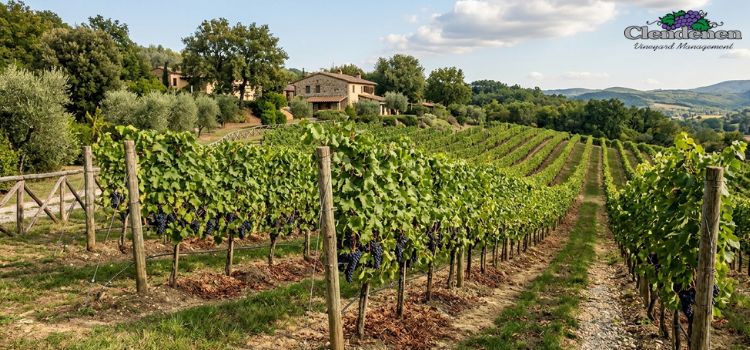 Residential Vineyard Services