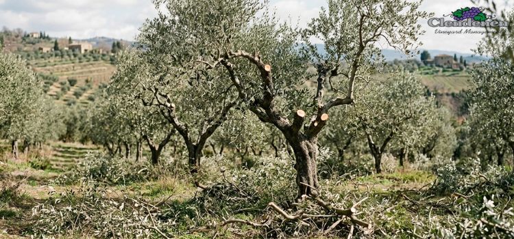 Seasonal Olive Pruning