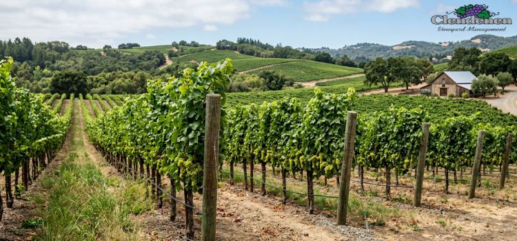 Vineyard Audit Services