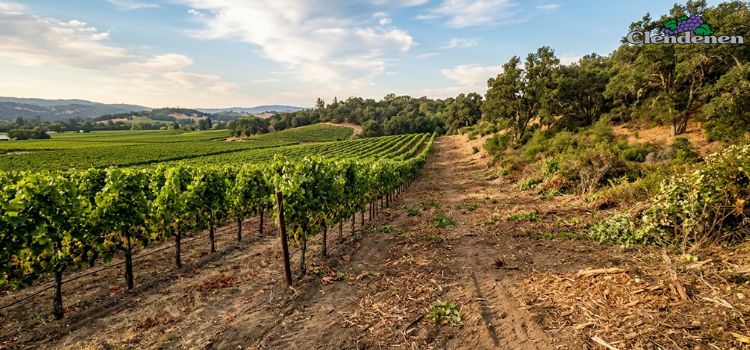 Vineyard Brush Clearing Services