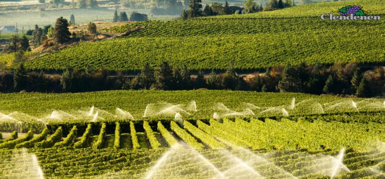 Vineyard Irrigation Audit