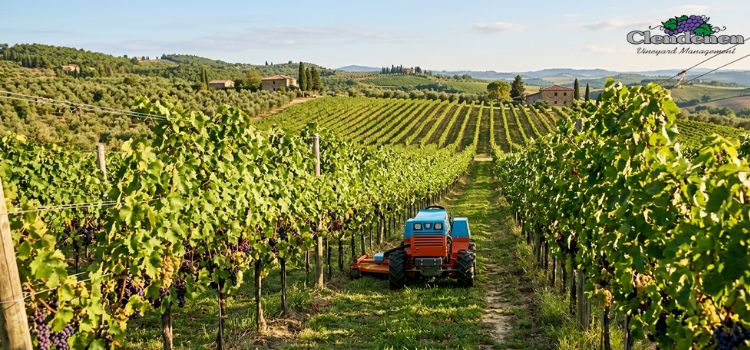 Vineyard Mowing Process
