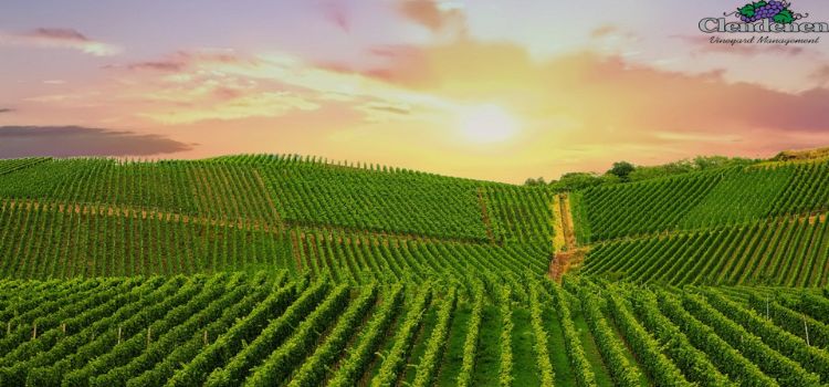 Vineyard Property Evaluation Service